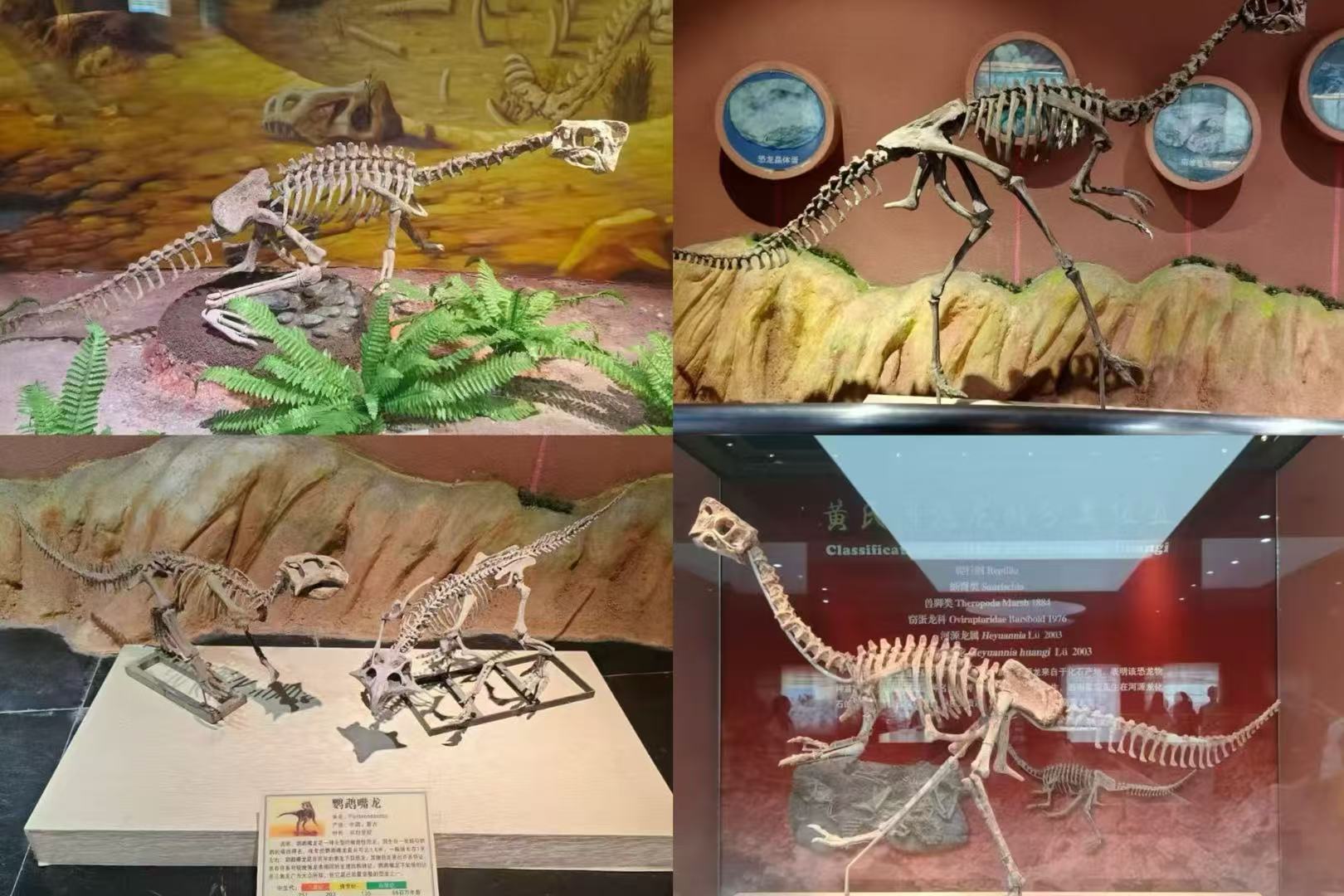 Dinosaur Miracle Museum